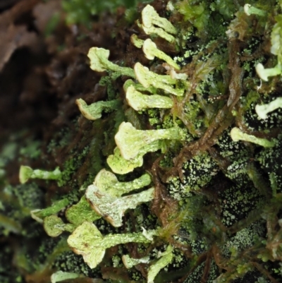 Thysanothecium scutellatum (A lichen) at Namadgi National Park - 23 Jun 2020 by KenT