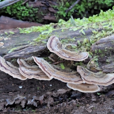 Trametes versicolor (Turkey Tail) at Cotter River, ACT - 3 Jun 2020 by KenT