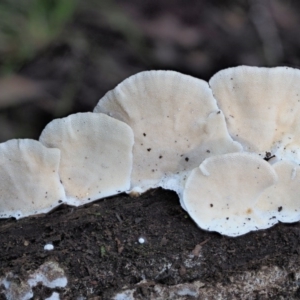 Trametes versicolor at Cotter River, ACT - 3 Jun 2020 01:46 PM