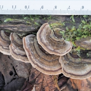 Trametes versicolor at Cotter River, ACT - 3 Jun 2020 01:46 PM