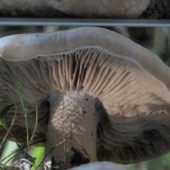 Tricholoma eucalypticum at Namadgi National Park - 4 Jun 2020 11:20 AM