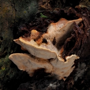 zz Polypore (shelf/hoof-like) at Cotter River, ACT - 23 Jun 2020