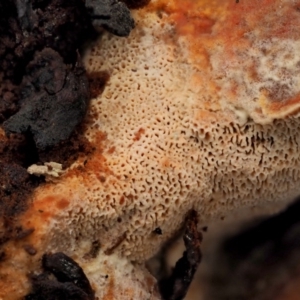 zz Polypore (shelf/hoof-like) at Cotter River, ACT - 23 Jun 2020 02:36 PM