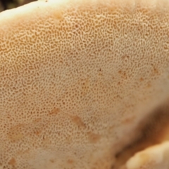 zz Polypore (shelf/hoof-like) at Cotter River, ACT - 23 Jun 2020 02:36 PM