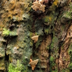 zz Polypore (shelf/hoof-like) at Cotter River, ACT - 23 Jun 2020 02:36 PM