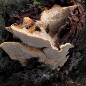 zz Polypore (shelf/hoof-like) at Cotter River, ACT - 23 Jun 2020 02:36 PM