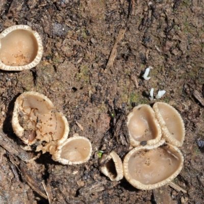 Peziza at Cotter River, ACT - 3 Jun 2020 by KenT