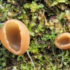 zz – ascomycetes - apothecial (Cup fungus) at Namadgi National Park - 23 Jun 2020 by KenT