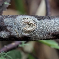 Dacryobolus sudans at Cotter River, ACT - 23 Jun 2020 by KenT