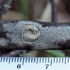 Dacryobolus sudans at Cotter River, ACT - 23 Jun 2020