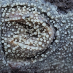 Dacryobolus sudans at Cotter River, ACT - 23 Jun 2020