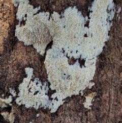 Xylodon 'Schizopora group' at Cotter River, ACT - 23 Jun 2020 12:08 PM