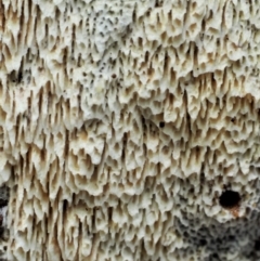 Xylodon 'Schizopora group' at Cotter River, ACT - 23 Jun 2020 12:08 PM