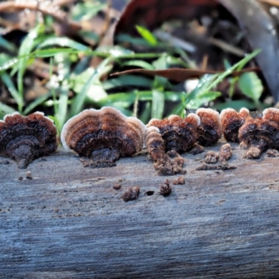 Xylobolus illudens (Purplish Stereum) at Cotter River, ACT - 4 Jun 2020 by KenT