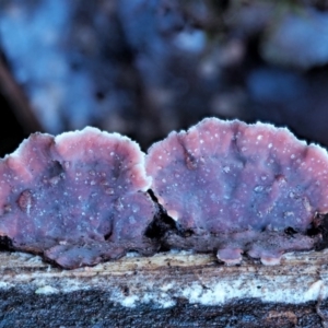 Xylobolus illudens at Cotter River, ACT - 4 Jun 2020