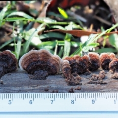 Xylobolus illudens at Cotter River, ACT - 4 Jun 2020