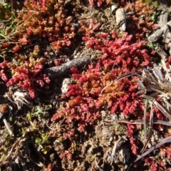 Crassula sieberiana (Austral Stonecrop) at Ainslie, ACT - 25 Jul 2020 by AndyRussell