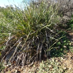 Lomandra multiflora at Campbell, ACT - 25 Jul 2020 11:23 AM