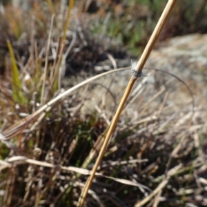 Sorghum leiocladum at Campbell, ACT - 25 Jul 2020