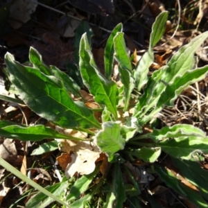 Cynoglossum australe at Campbell, ACT - 25 Jul 2020 11:28 AM