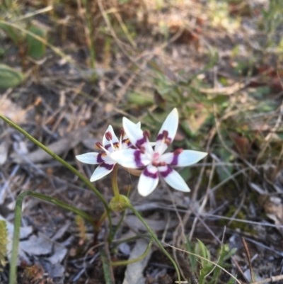 Wurmbea dioica subsp. dioica (Early Nancy) at Pearce, ACT - 23 Jul 2020 by CathyKatie