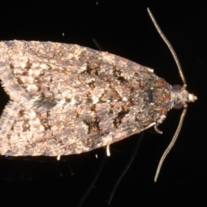 Tortricinae (subfamily) at Ainslie, ACT - 26 Jul 2020