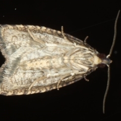 Tortricinae (subfamily) at Ainslie, ACT - 26 Jul 2020