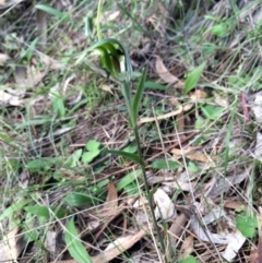 Diplodium laxum (Antelope greenhood) at P11 - 13 Apr 2014 by AaronClausen