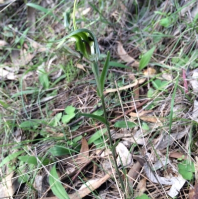 Diplodium laxum (Antelope greenhood) at Hackett, ACT - 13 Apr 2014 by AaronClausen