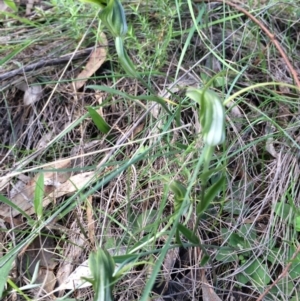 Diplodium laxum at Hackett, ACT - suppressed