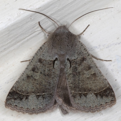 Pantydia (genus) (An Erebid moth) at Ainslie, ACT - 25 Jul 2020 by jb2602