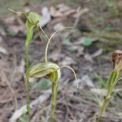 Diplodium laxum (Antelope greenhood) at P11 - 14 Apr 2014 by AaronClausen