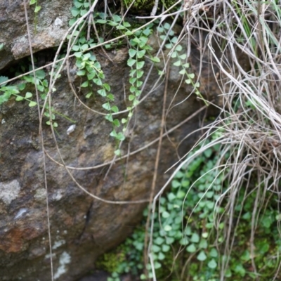 Asplenium flabellifolium (Necklace Fern) at P11 - 14 Apr 2014 by AaronClausen