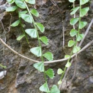 Asplenium flabellifolium at Hackett, ACT - 14 Apr 2014