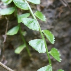 Asplenium flabellifolium at Hackett, ACT - 14 Apr 2014