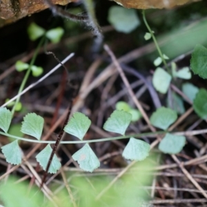 Asplenium flabellifolium at Hackett, ACT - 14 Apr 2014