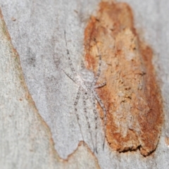 Tamopsis sp. (genus) at Acton, ACT - 3 Jul 2020 11:55 AM