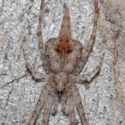 Tamopsis sp. (genus) (Two-tailed spider) at ANBG - 3 Jul 2020 by TimL