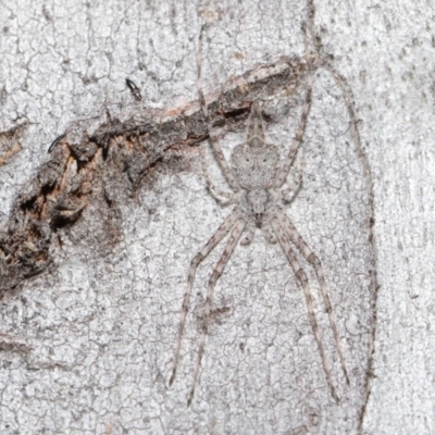 Tamopsis sp. (genus) (Two-tailed spider) at Acton, ACT - 3 Jul 2020 by TimL