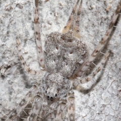 Tamopsis sp. (genus) (Two-tailed spider) at ANBG - 3 Jul 2020 by TimL