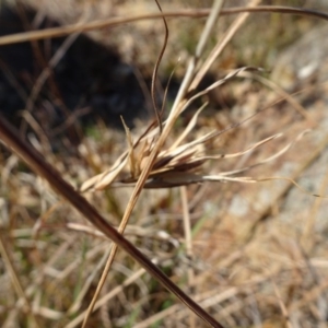 Themeda triandra at Campbell, ACT - 25 Jul 2020 11:34 AM