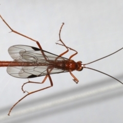 Netelia sp. (genus) (An Ichneumon wasp) at Ainslie, ACT - 25 Jul 2020 by jb2602