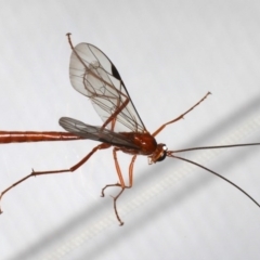 Netelia sp. (genus) at Ainslie, ACT - 25 Jul 2020