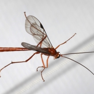 Netelia sp. (genus) at Ainslie, ACT - 25 Jul 2020