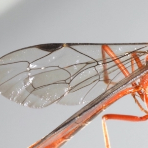 Netelia sp. (genus) at Ainslie, ACT - 25 Jul 2020