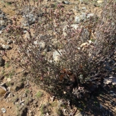 Brachyloma daphnoides (Daphne Heath) at Campbell, ACT - 25 Jul 2020 by AndyRussell