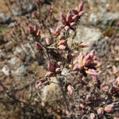 Brachyloma daphnoides at Campbell, ACT - 25 Jul 2020