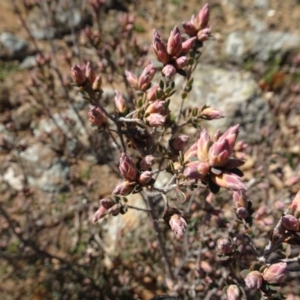 Brachyloma daphnoides at Campbell, ACT - 25 Jul 2020