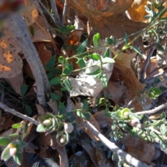 Einadia nutans (Climbing Saltbush) at Campbell, ACT - 25 Jul 2020 by AndyRussell