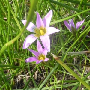 Romulea rosea var. australis at Yarralumla, ACT - 28 Jul 2020